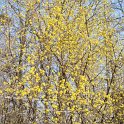Cornus officinalis P2A